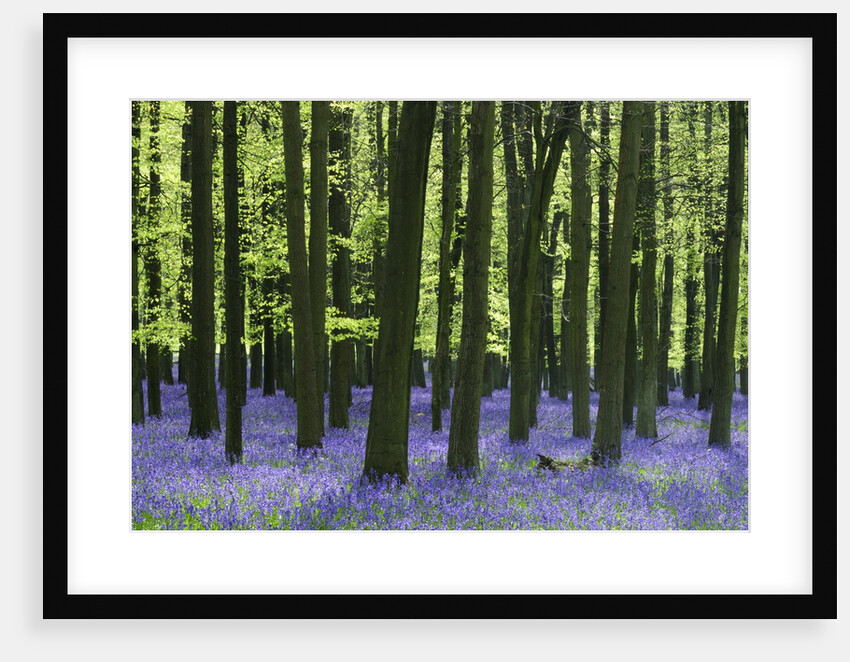 Bluebells at Dockey Wood on the Ashridge Estate by Anonymous