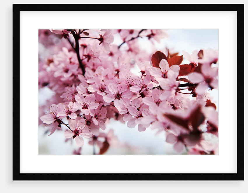 Japanese cherry blossom by Anonymous