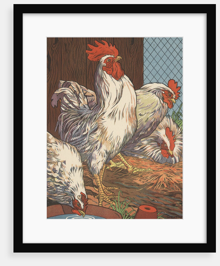 Illustration of four white chickens by Anonymous