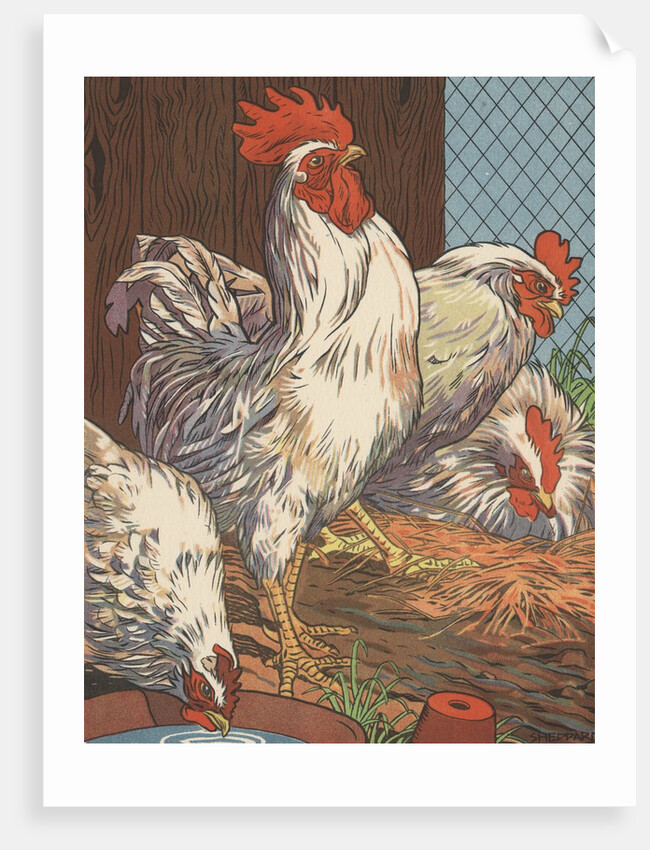 Illustration of four white chickens by Anonymous