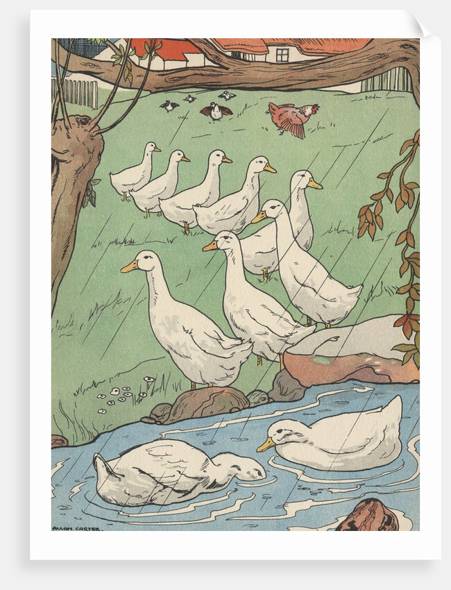 Illustration of white geese in rain by Anonymous