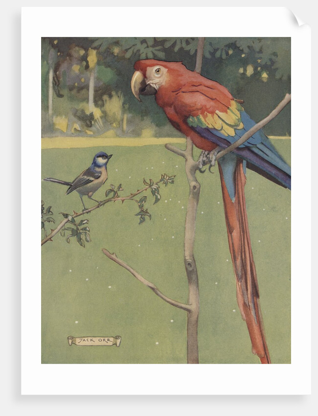 Illustration of macaw and sparrow by Anonymous