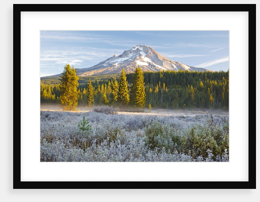 morning frost in meadow, Mt. Hood, Oregon. by Anonymous