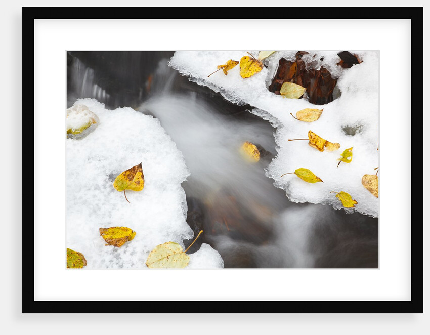 first winter snow along small creek, Columbia River Gorge National Scenic Area. Oregon by Anonymous