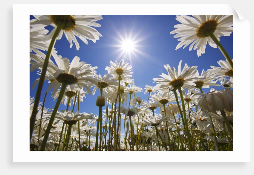 sun thru flowers, Willamette Valley, Oregon. by Anonymous