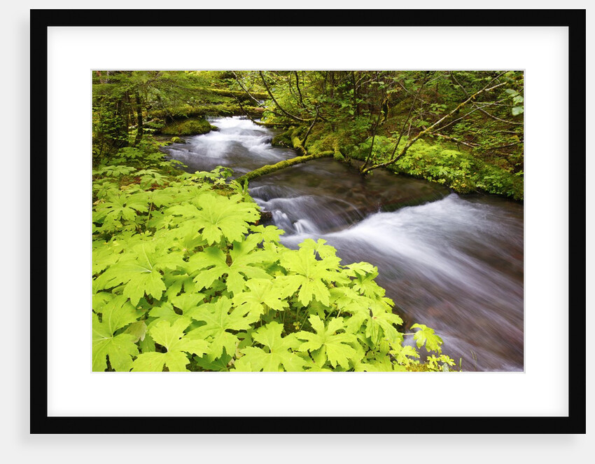 still creek, Mt. Hood National Forest. Oregon Cascade Mountains. by Anonymous
