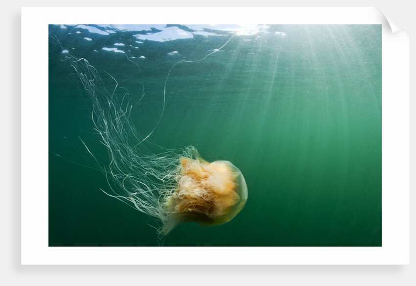 Lion's Mane Jellyfish, Alaska by Anonymous