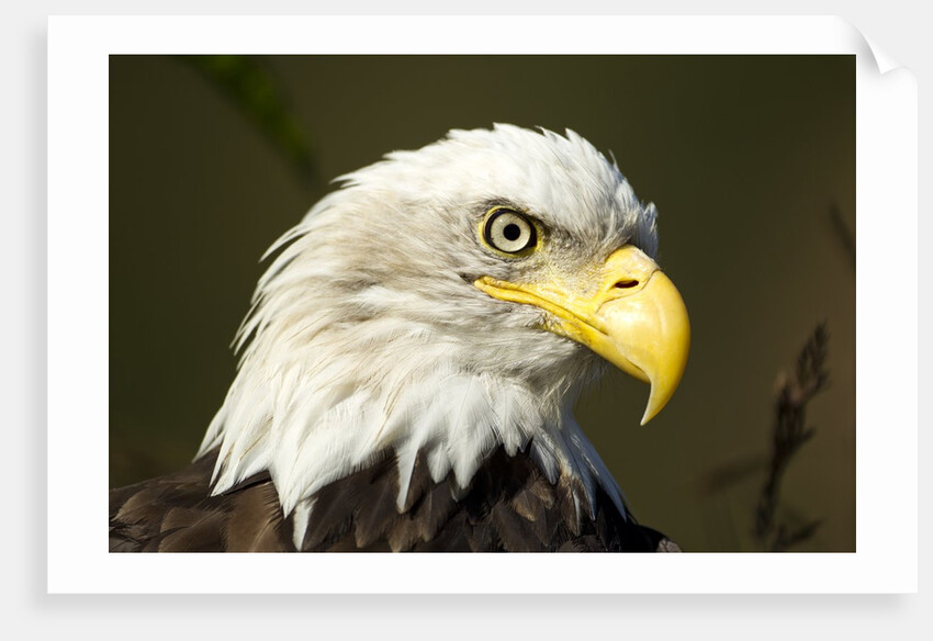 Bald Eagle, Alaska by Anonymous