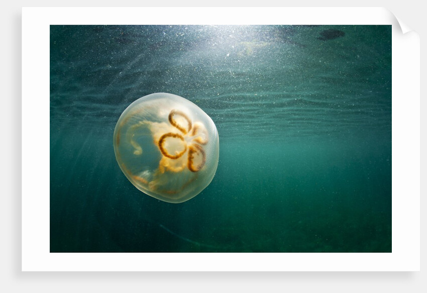 Moon Jellyfish, Alaska by Anonymous