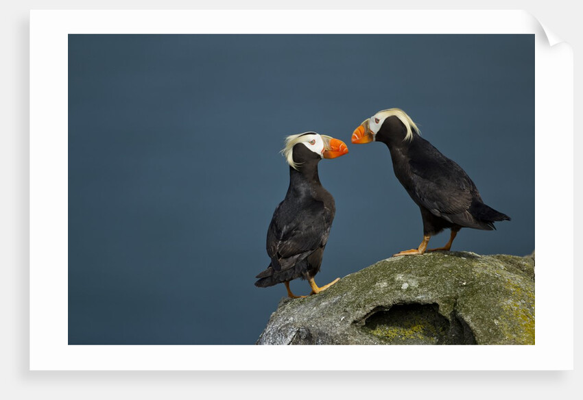 Puffin, Katmai National Park, Alaska by Anonymous