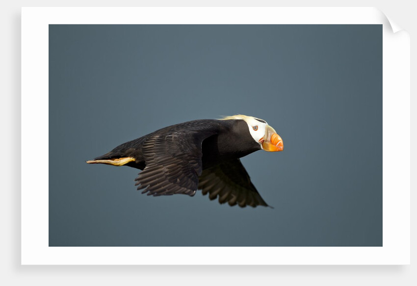 Tufted Puffin, Katmai National Park, Alaska by Anonymous