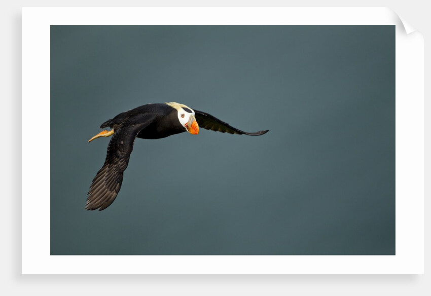 Tufted Puffin, Katmai National Park, Alaska by Anonymous