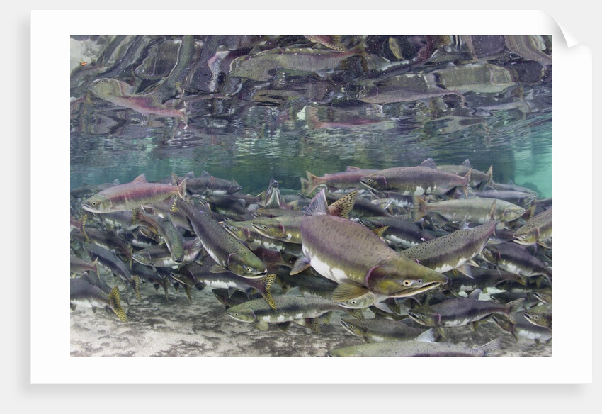 Underwater Spawning Salmon, Alaska by Anonymous