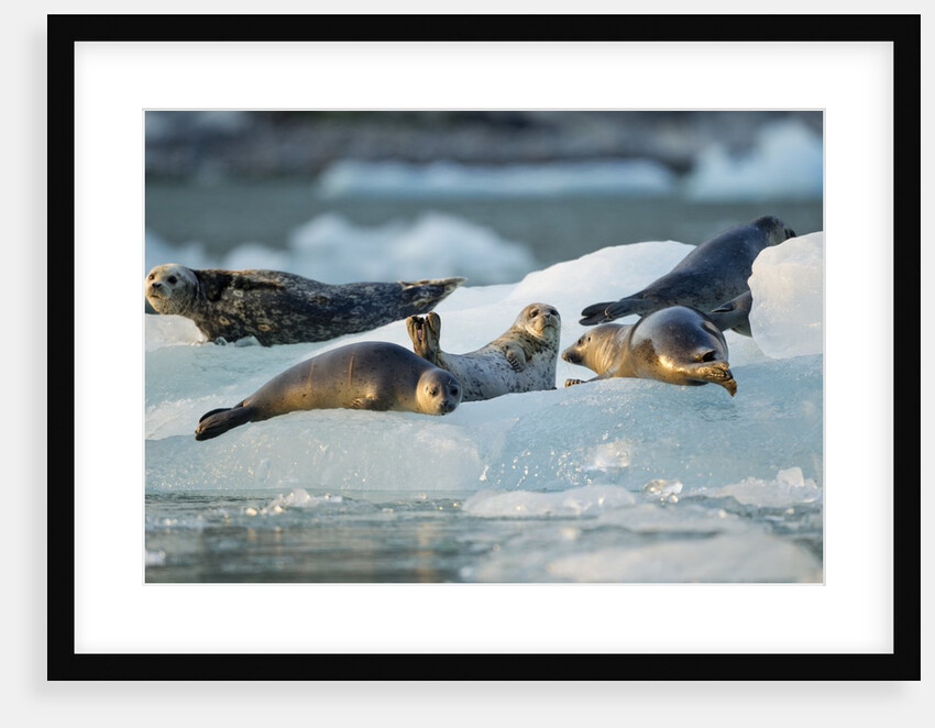 Harbor Seals on Iceberg, Alaska by Anonymous