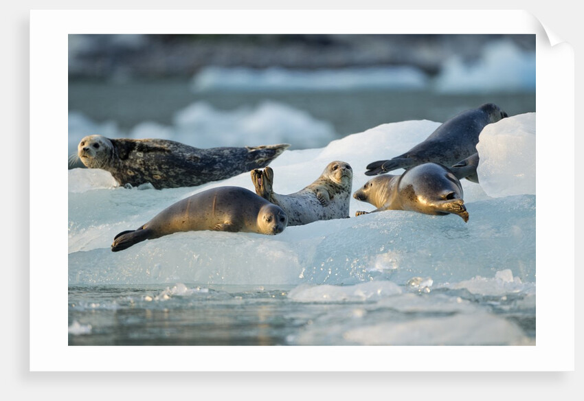 Harbor Seals on Iceberg, Alaska by Anonymous
