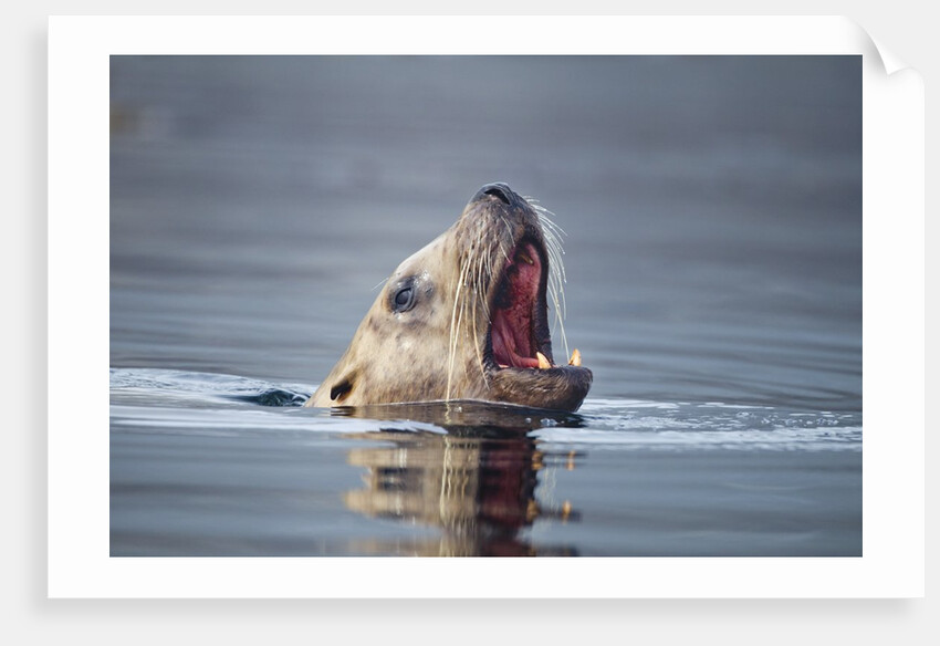 Steller's Sea Lion, Alaska by Anonymous