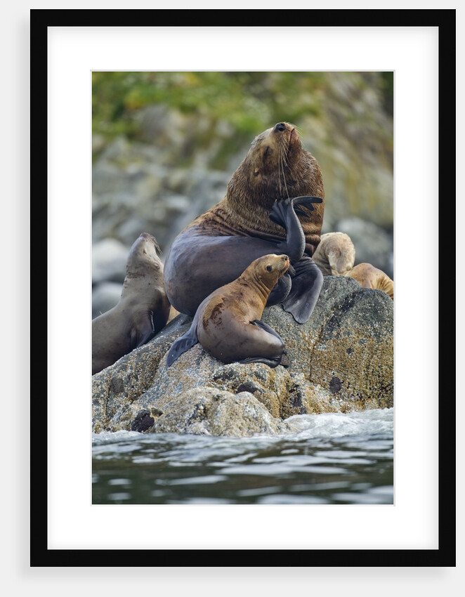 Steller's Sea Lions, Alaska by Anonymous