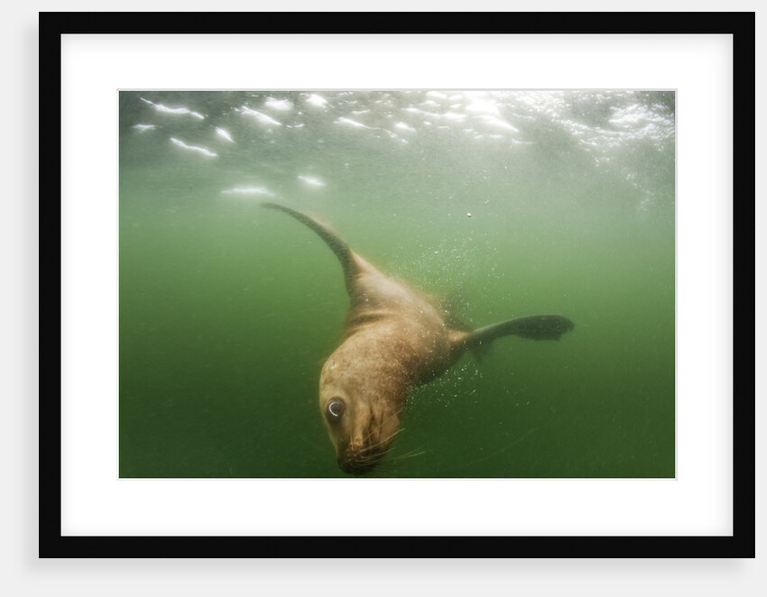 Steller's Sea Lion, Alaska by Anonymous