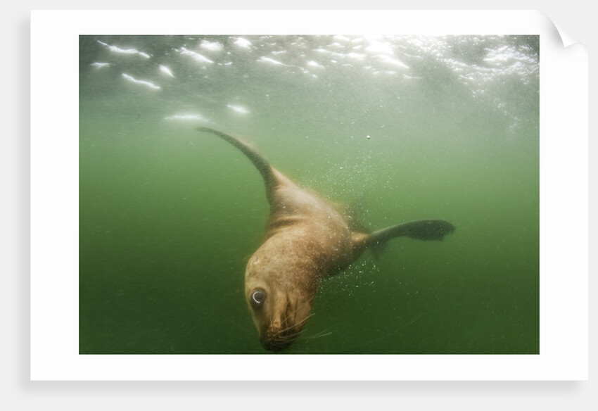 Steller's Sea Lion, Alaska by Anonymous