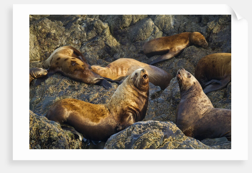 Steller's Sea Lions, Alaska by Anonymous