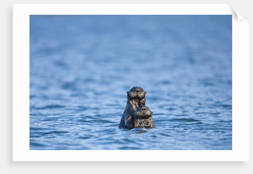 Sea Otter and Pup, Alaska by Anonymous