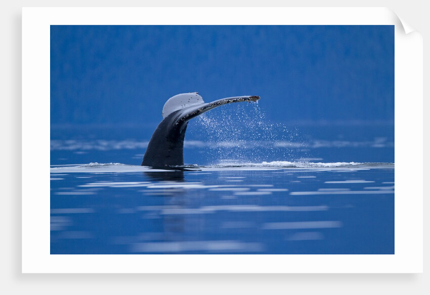 Humpback Whale, Alaska by Anonymous