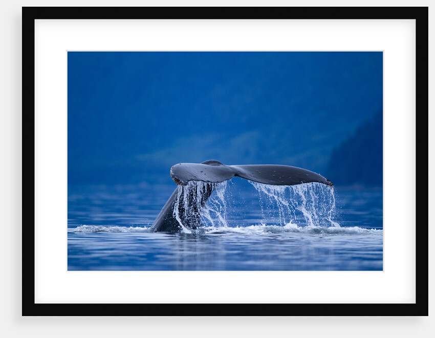 Humpback Whale, Alaska by Anonymous
