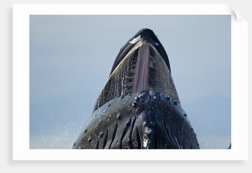 Group Feeding Humpback Whale, Alaska by Anonymous