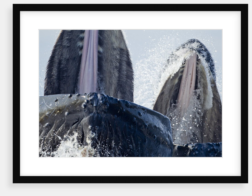 Group Feeding Humpback Whales, Alaska by Anonymous