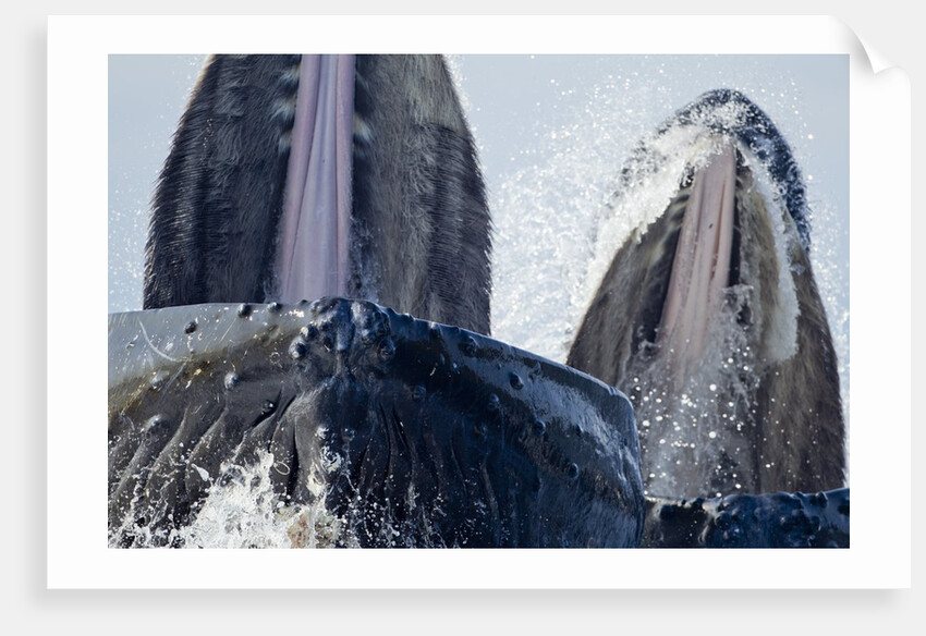 Group Feeding Humpback Whales, Alaska by Anonymous