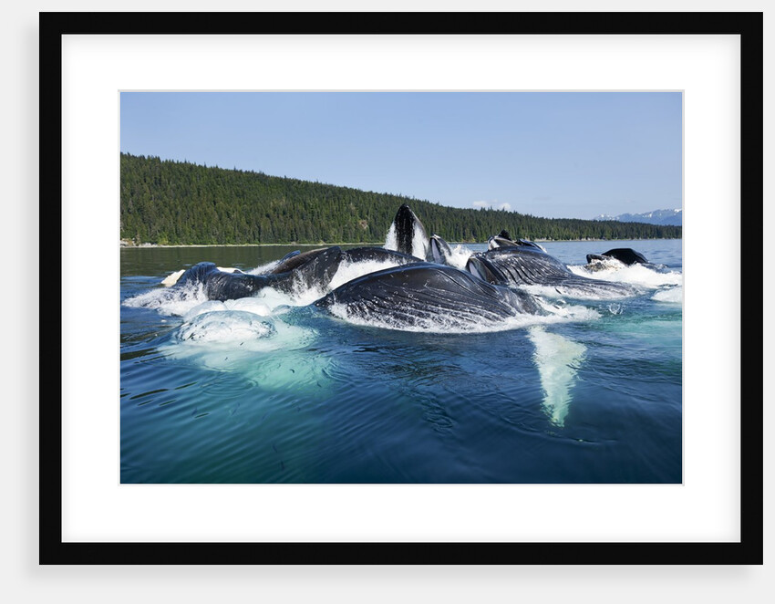 Group Feeding Humpback Whales, Alaska by Anonymous