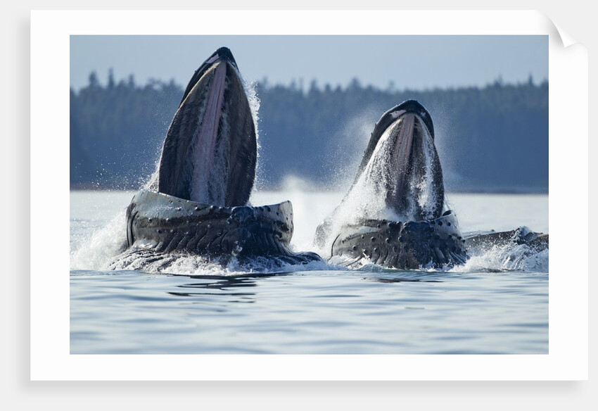 Feeding Humpback Whales, Alaska by Anonymous