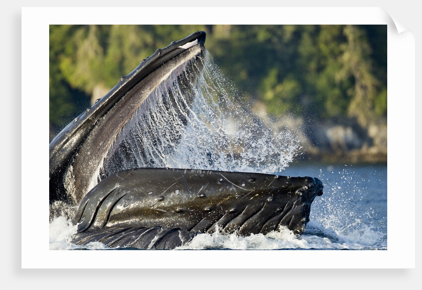 Feeding Humpback Whale, Alaska by Anonymous