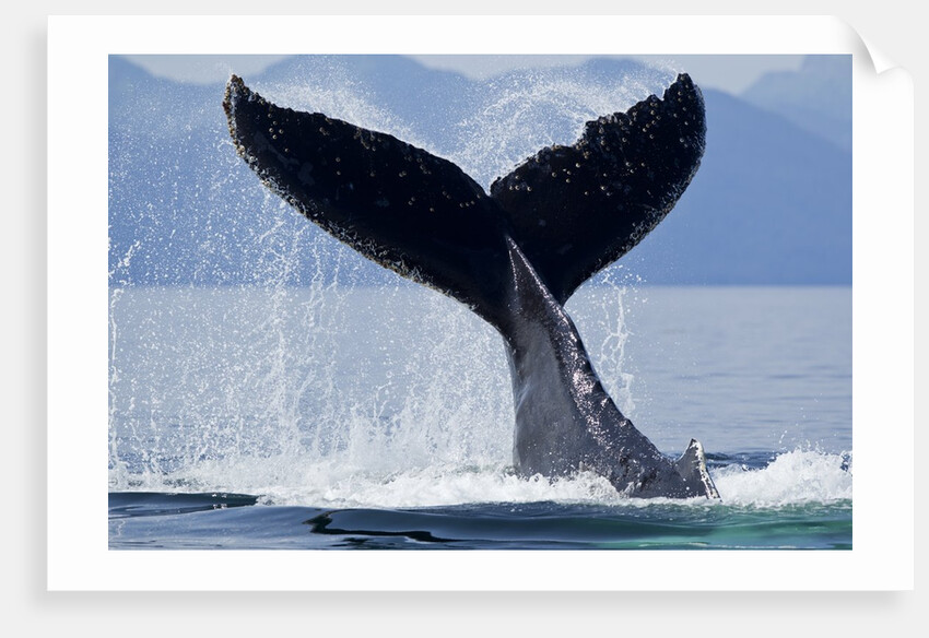 Tail Slapping Humpback Whale, Alaska by Anonymous