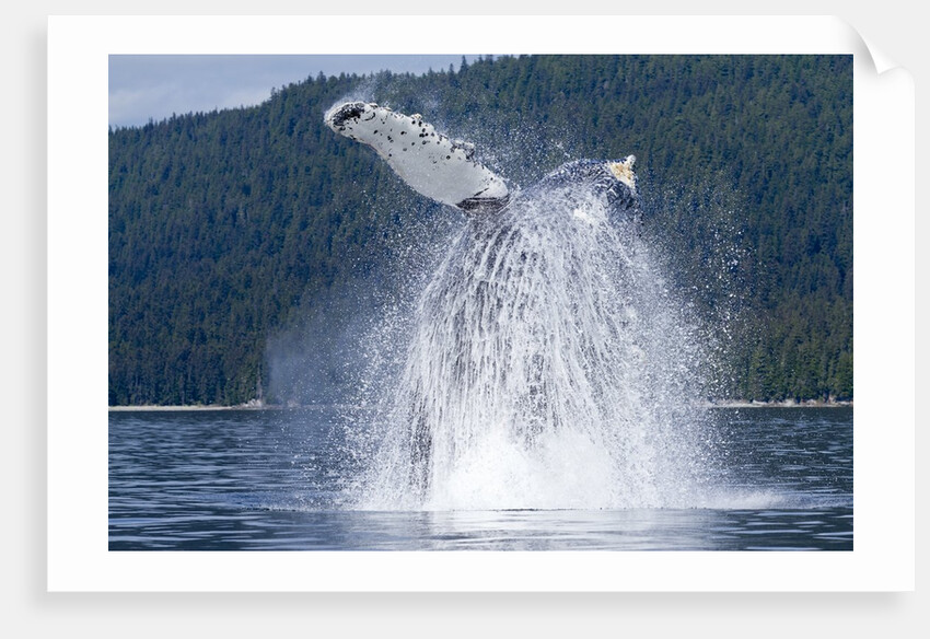 Breaching Humpback Whale, Alaska by Anonymous