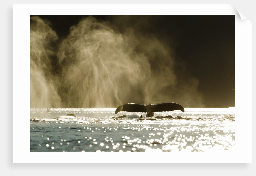 Diving Humpback Whale, Alaska by Anonymous