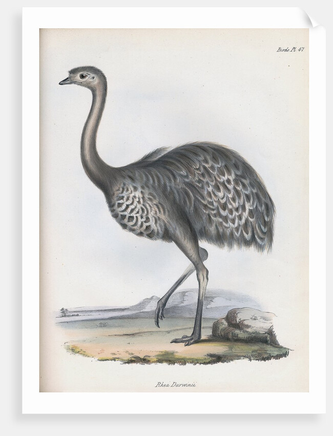 Darwin's Rhea or Lesser Rhea by Anonymous