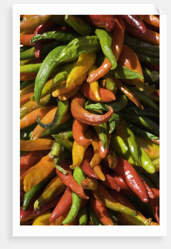 Chile peppers by Anonymous