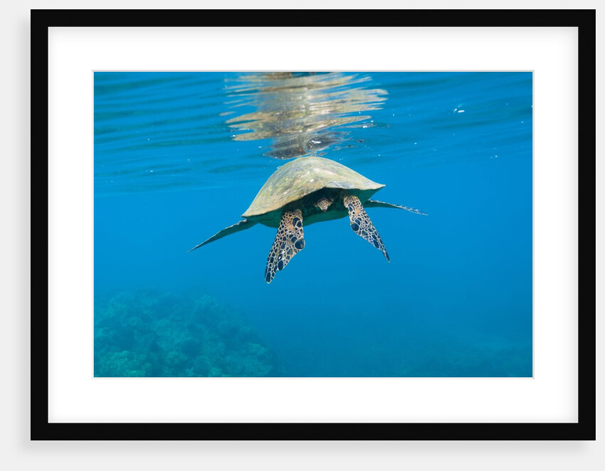Marine animals by Anonymous