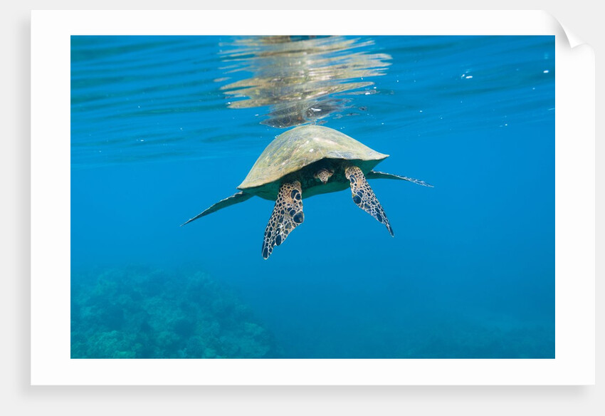 Marine animals by Anonymous