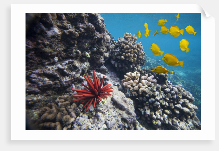 Hard Coral, Yellow Tang and Pencil Urchin, underwater near La Perousse, Makena, Maui, Hawaii by Anonymous