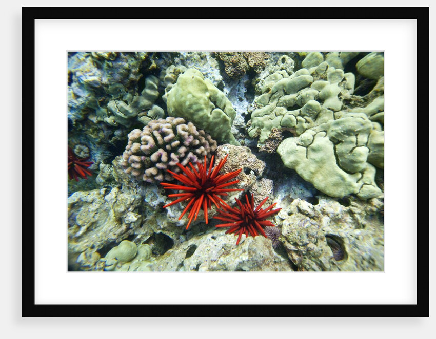 Pencil Urchin and hard coral, Maui, Hawaii by Anonymous