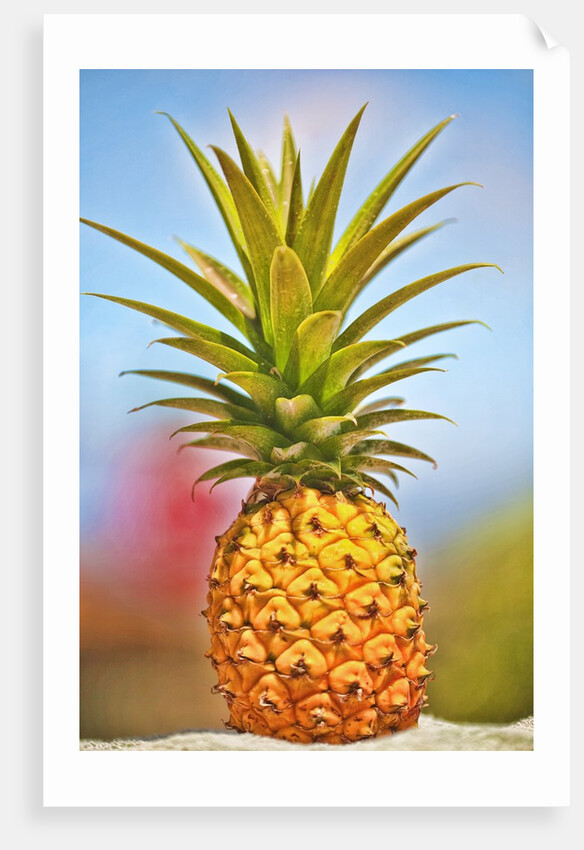 Pineapple by Anonymous