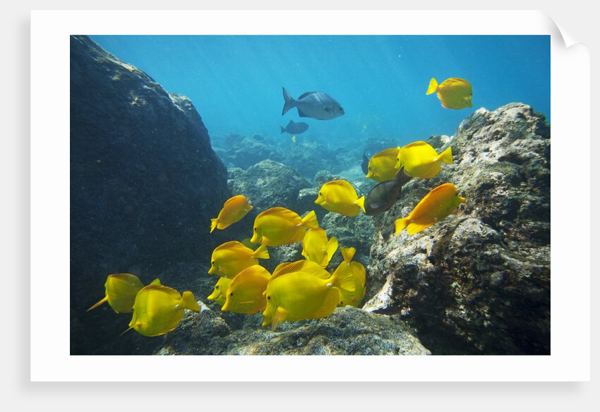 School of Yellow Tang nderwater near La Perousse, Makena, Maui, Hawaii by Anonymous