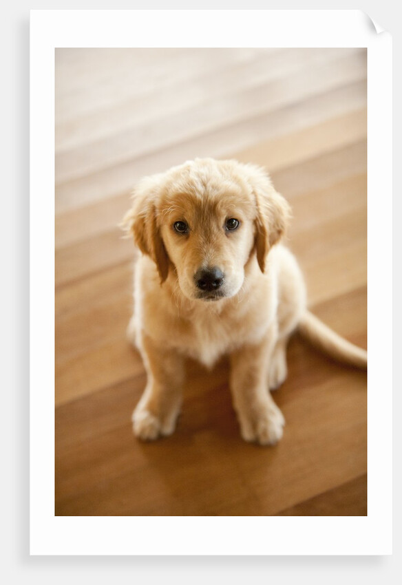 Golden Retriever puppy by Anonymous