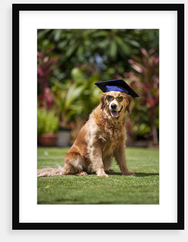 Golden Retriever ready for graduation by Anonymous