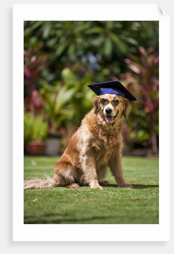Golden Retriever ready for graduation by Anonymous