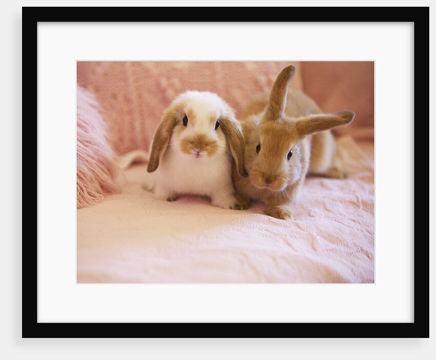 Two Rabbits on Pink Sofa by Anonymous