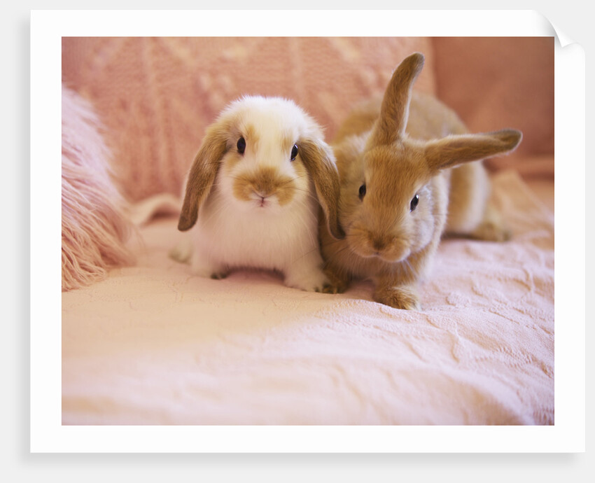 Two Rabbits on Pink Sofa by Anonymous