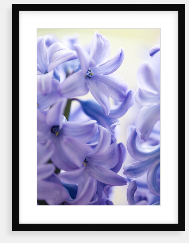 Detail of a purple hyacinth, Hyacinthus orientalis by Anonymous